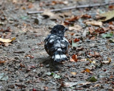 Leucistic Spotted Towhee