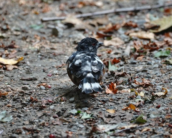 Leucistic Spotted Towhee