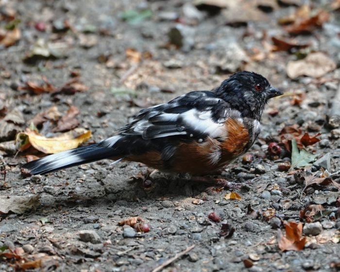 Leucistic Spotted Towhee