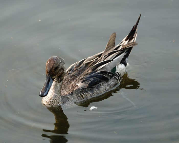 Northern Pintail