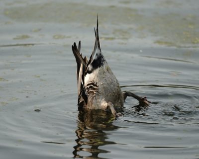 Northern Pintail butt