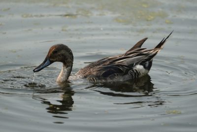 Northern Pintail