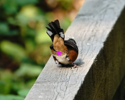 Spotted Towhee