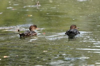 Hooded Mergansers