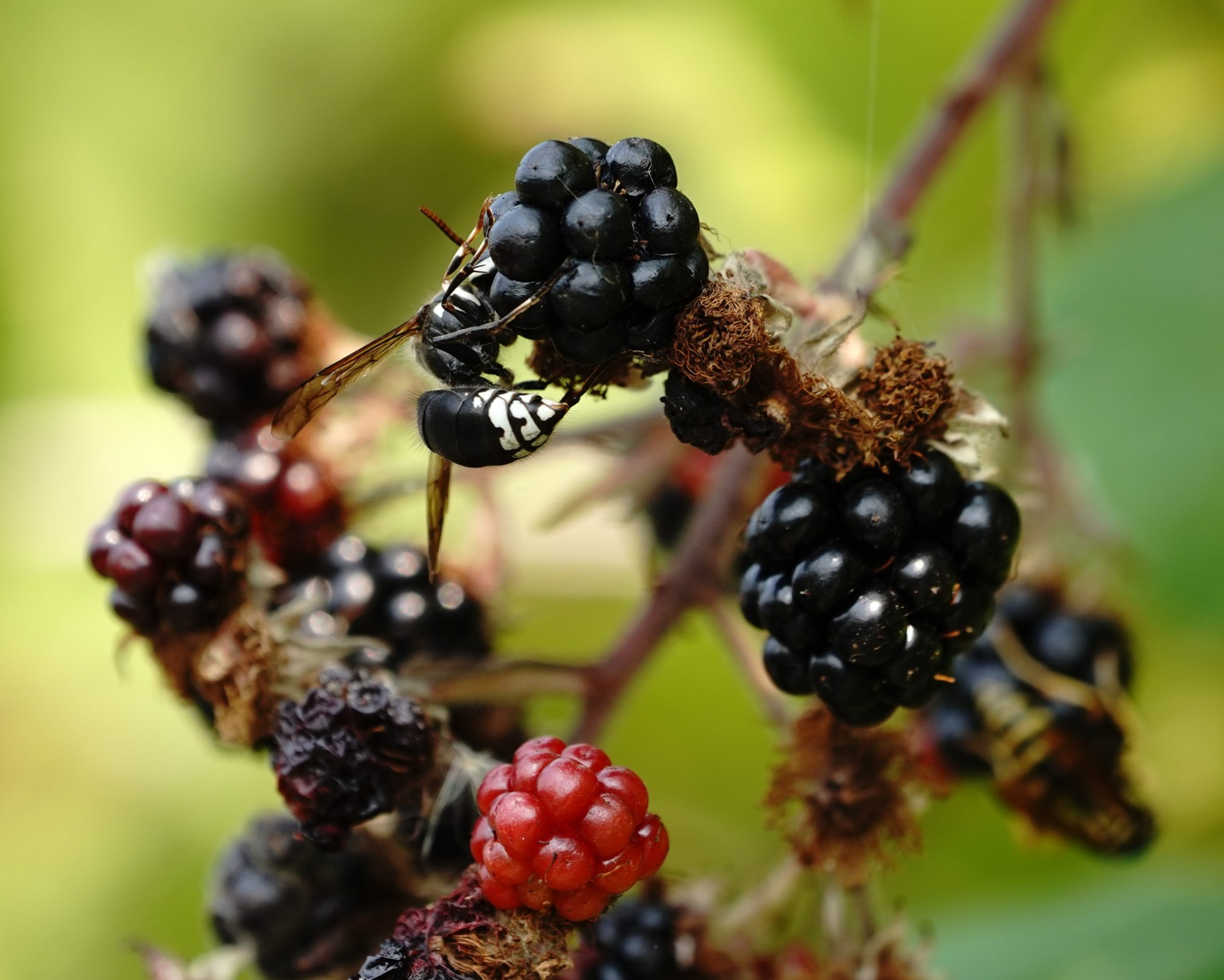 Bald hornet and berries