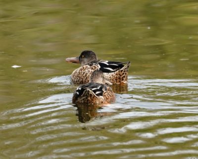 Northern Shovelers