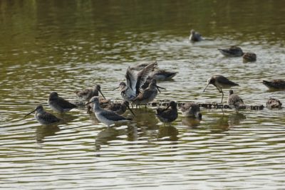 Dowitchers and Yellowlegs