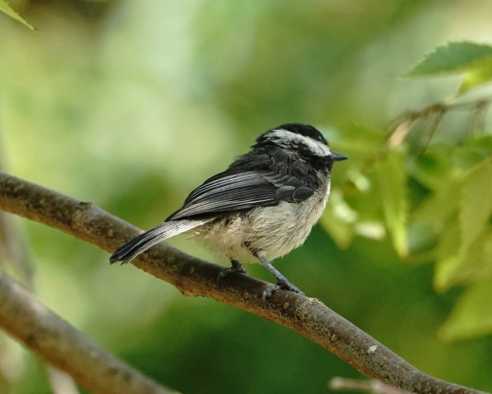 Black-capped Chickadee