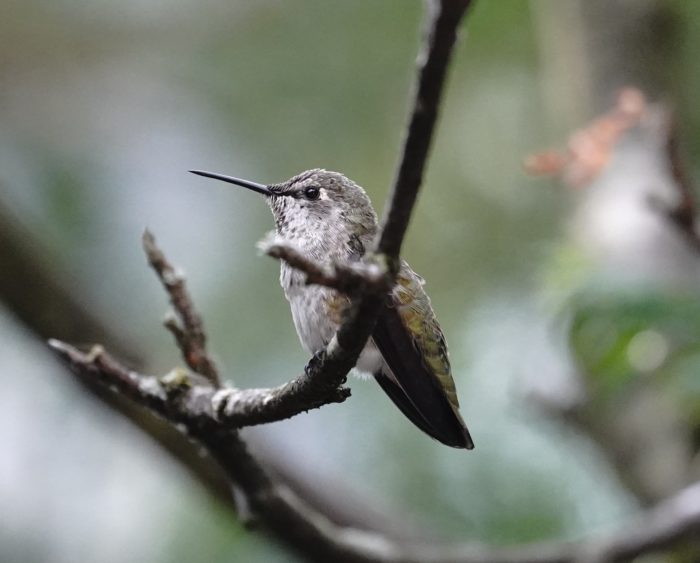 Anna's Hummingbird