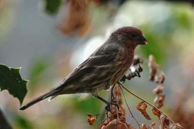 House Finch