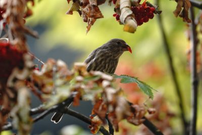 House Finch