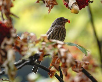 House Finch