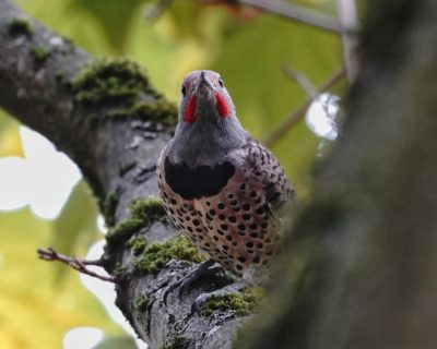 Northern Flicker