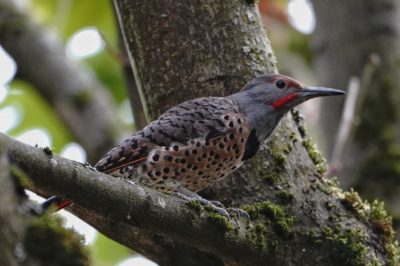 Northern Flicker