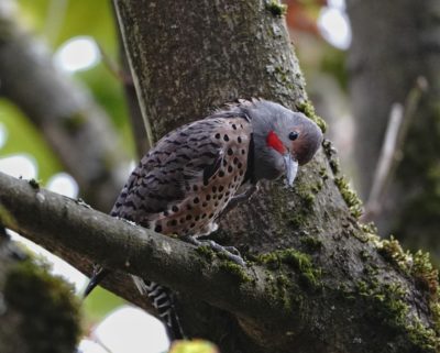 Northern Flicker