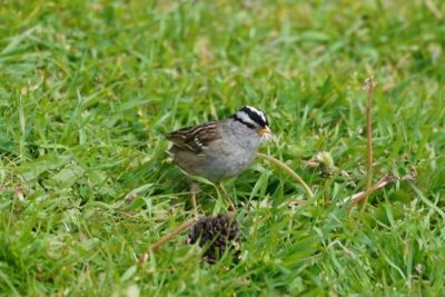 White-crowned sparrow