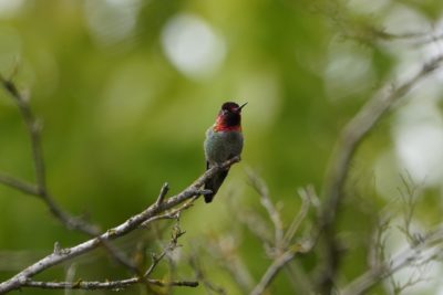 Anna's Hummingbird