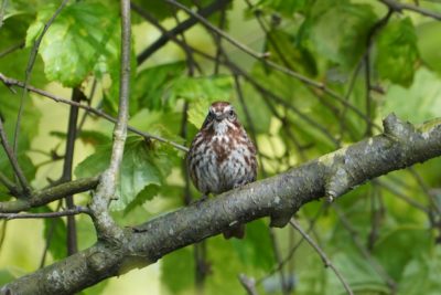 Song Sparrow