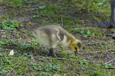 Gosling