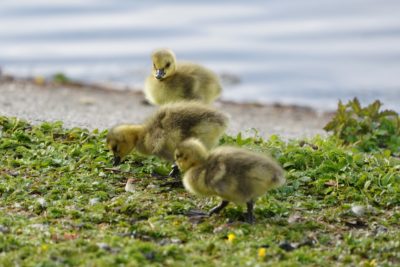 Three goslings