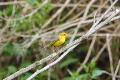 Wilson's Warbler