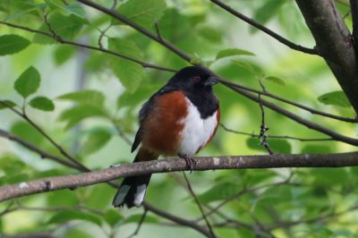 Spotted Towhee