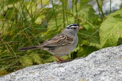 White-crowned Sparrow