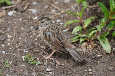 Immature White-crowned Sparrow