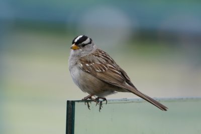 White-crowned Sparrow