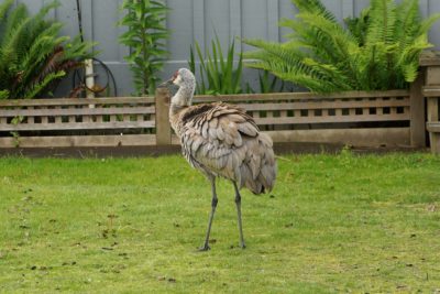 Sandhill Crane