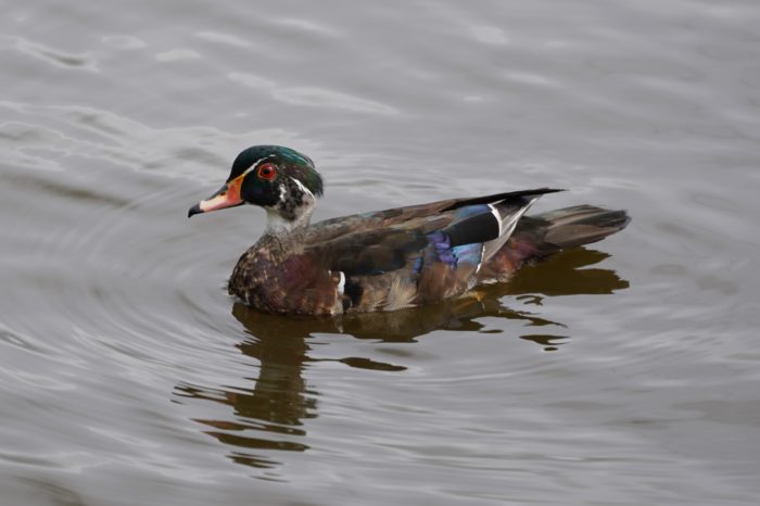 Wood Duck male