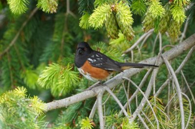 Spotted Towhee