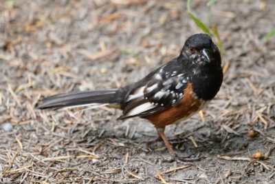 Leucistic Towhee