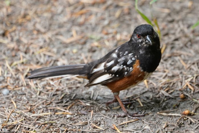 Leucistic Towhee