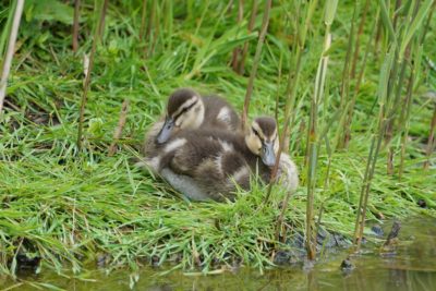 Two mallard ducklings