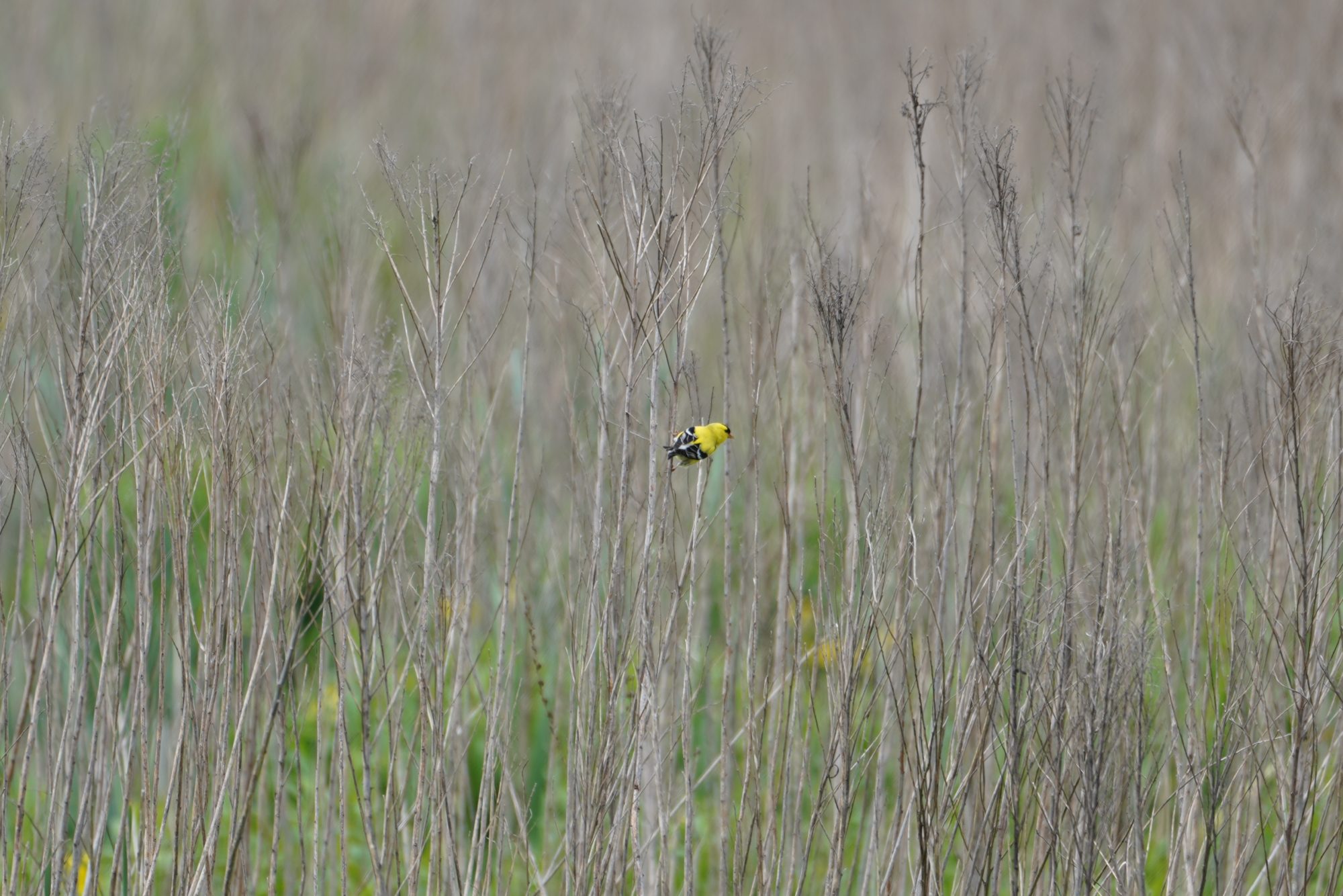 Goldfinch