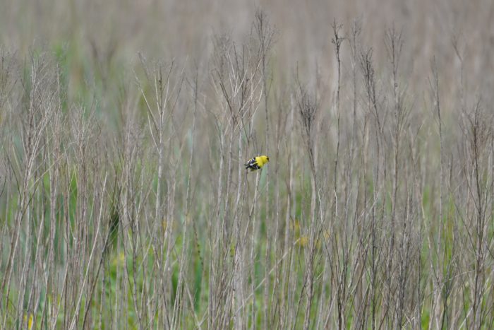 Goldfinch