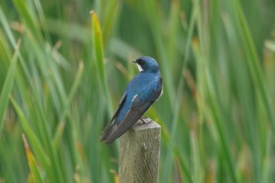 Tree Swallow