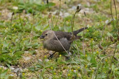 Cowbird