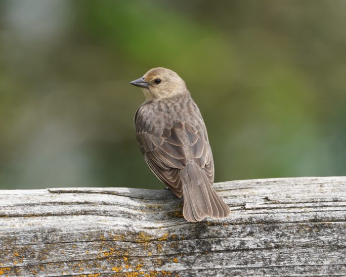 Cowbird female