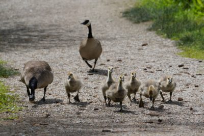 Canada geese