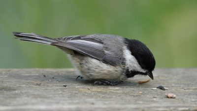 Black-capped Chickadee