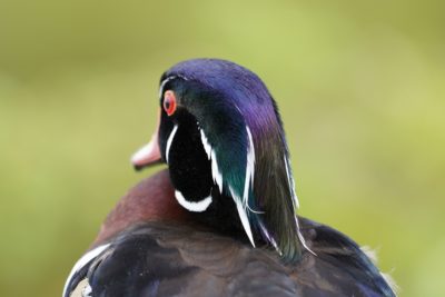 Wood Duck