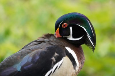 Wood Duck