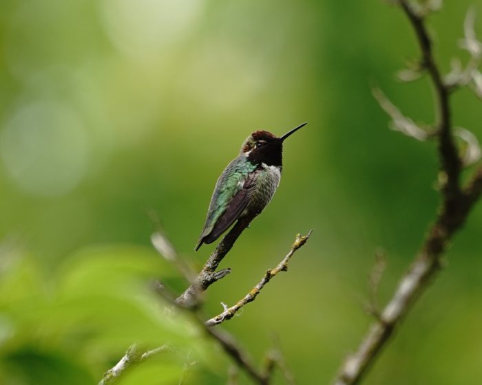 Anna's Hummingbird