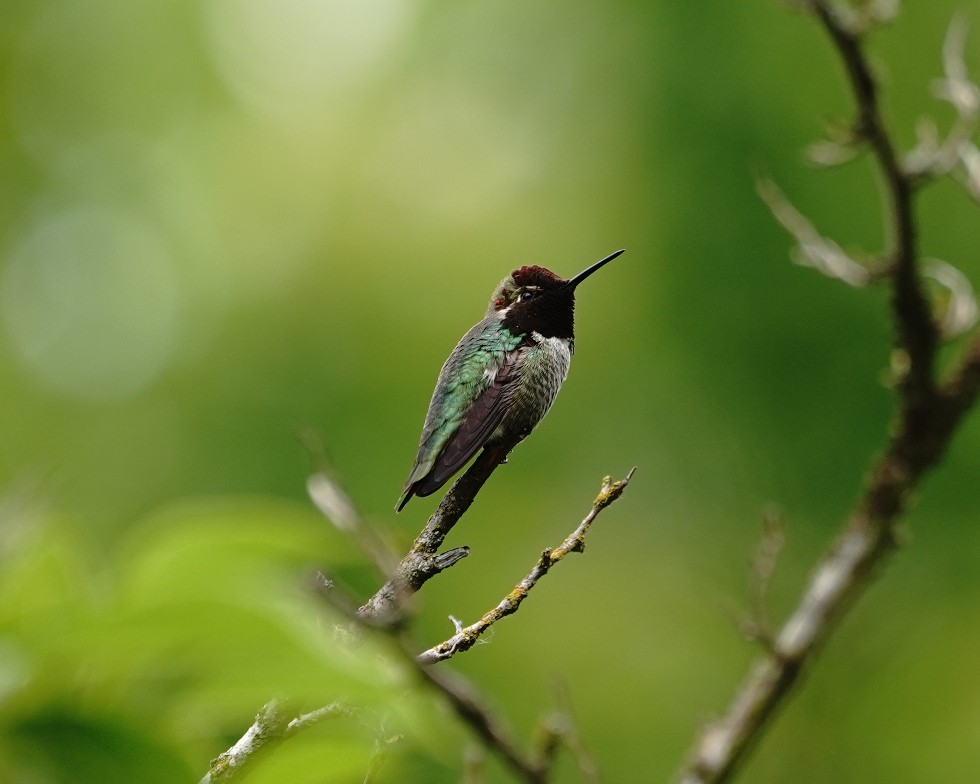 Anna's Hummingbird