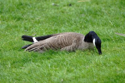 Canada Goose