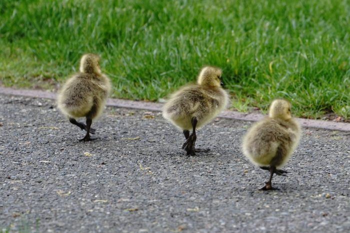 Three Canada goslings