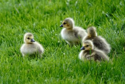 Several Canada goslings