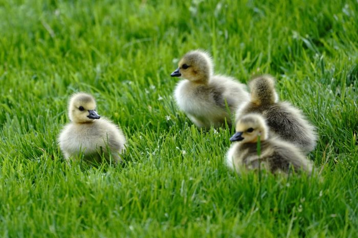 Several Canada goslings